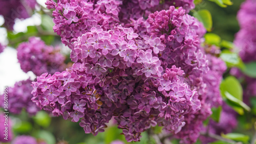 Photography of the beutiful purple lilac bush in bloom. Concept of the bright beauty in nature. Natural background. A lot of small flowers.