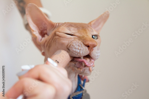 Forced feeding of a Sphinx cat