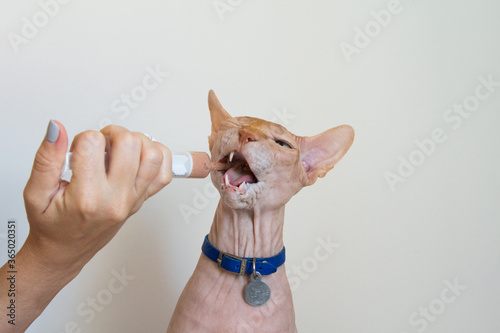 Forced feeding of a Sphinx cat