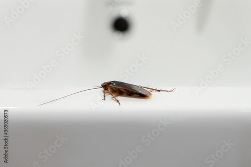 Cockroach in the bathroom on the sink. The problem with insects.