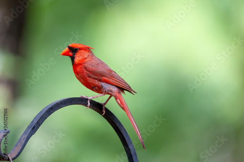 Male Northern Cardinal © Randy Anderson