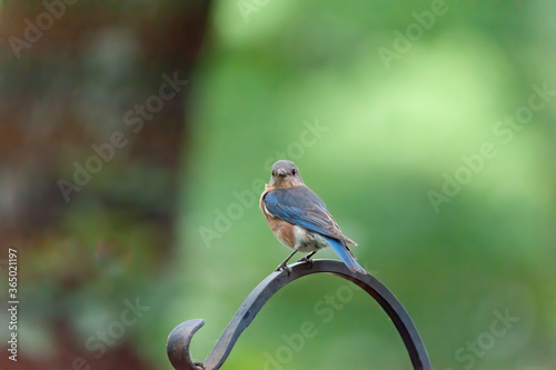 Female Bluebird 