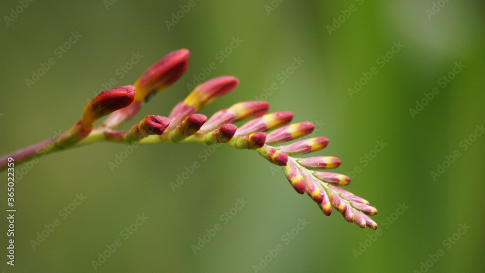 Crocsmia x crocosmiifloa lemoine flower close up Crocsmia x crocosmiifloa lemoine flower close up