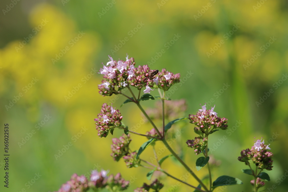 wilder majoran blühende und isoliert wilder majoran blühende und isoliert