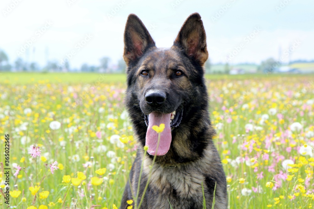 reinrassiger Deutscher Schäferhund auf der Blumenwiese bunt farbenfroh reinrassiger Deutscher Schäferhund auf der Blumenwiese bunt farbenfroh