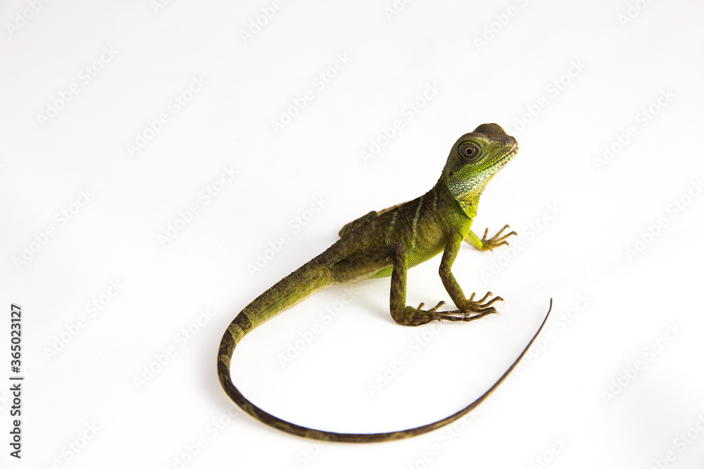 Obraz premium Physignathus cocincinus - a juvenile Chinese water dragon sitting on a white background. The back of the little creature and it's long tail are facing the camera.