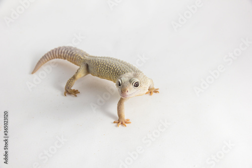 Eublepharis macularius - a juvenile albino Leopard gecko  isolated on a white background. The young  friendly looking reptile seems to be smiling a bit.