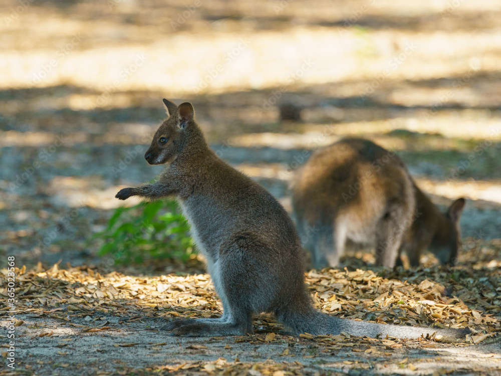 Image of a gray kangaroo. Bennett's wallaby in sunny summer. Everyday life of aimals. High resolution image. Image of a gray kangaroo. Bennett's wallaby in sunny summer. Everyday life of aimals. High resolution image.