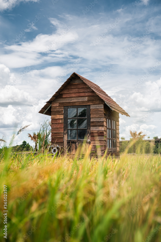 Wooden hut and blue sky on paddy rice field