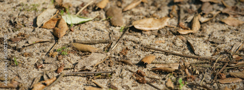 Dry fallen leaves from the trees lie on sandy soil. Hot summer time. Natural background.