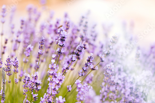 Fototapeta Naklejka Na Ścianę i Meble -   Lavender flower in flower garden, flowering lavender flowers, selective and soft focus on lavender flowers