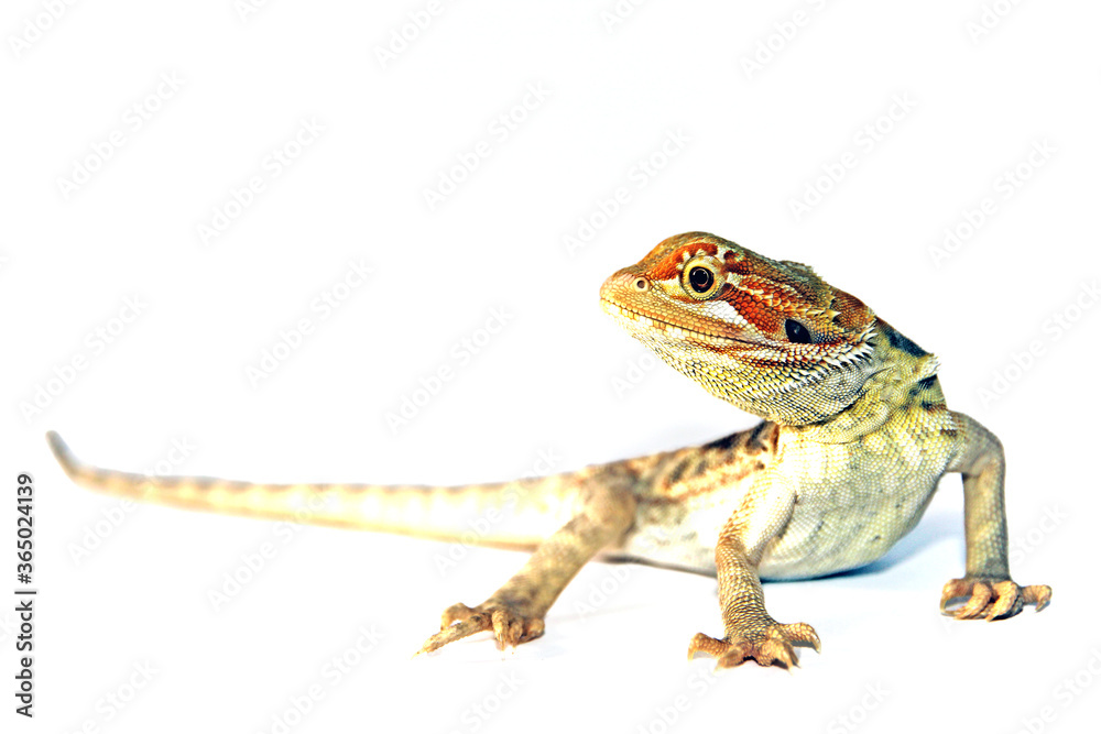 Naklejka premium Pogona vitticeps -A portrait of a juvenile bearded dragon who's looking to the side.The prehistoric looking head draws all the attention, the rest of it's amazing body is overexposed. White background
