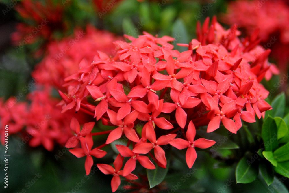 
plants, flowers, red, purple, white, pink