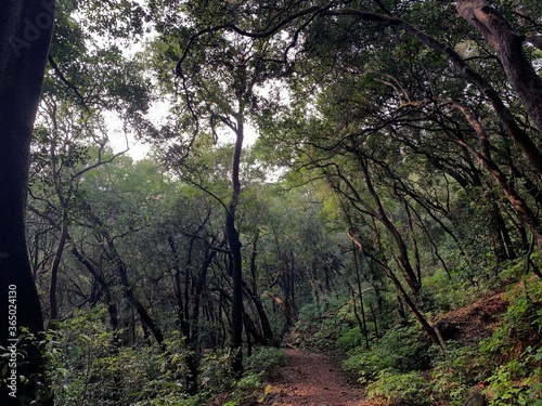 morning in the forest