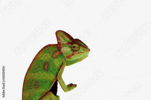 Chamaeleo calyptratus - A young veiled chameleon, also known as the cone-head chameleon and Yemen chameleon, sitting on a branch, on a white background.