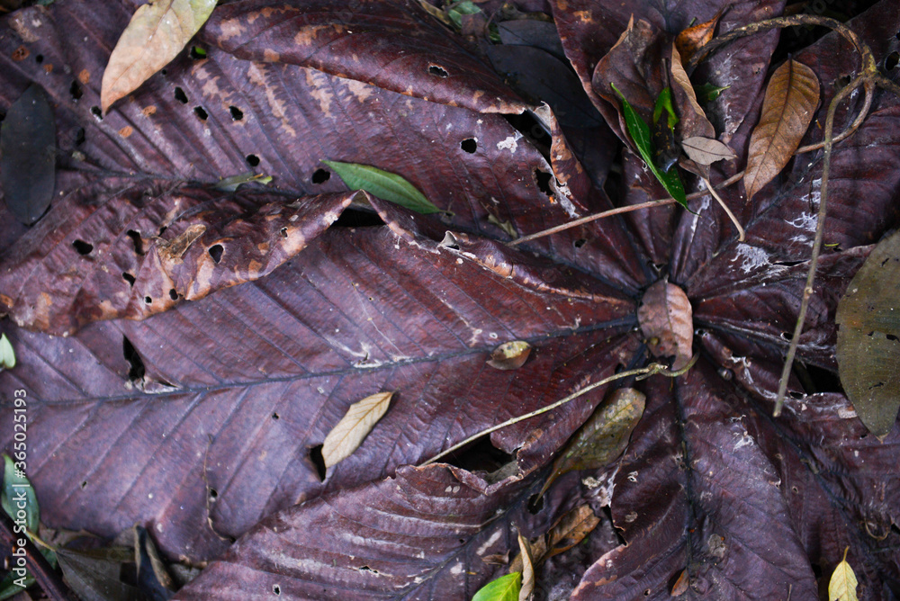 brown leaf on the ground brown leaf on the ground