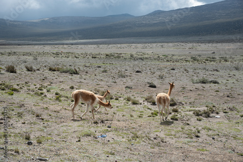 deer in the mountains