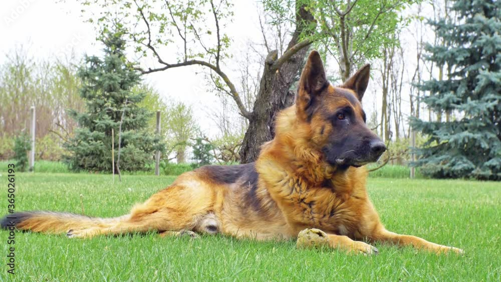 A german shepherd playing with a toy ball on a sunny day. A german shepherd playing with a toy ball on a sunny day.