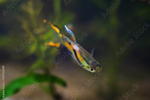 neon glowing freshwater male of dwarf fish Endler guppy, Poecilia wingei in fascinating natural coloration in biotope aquarium, free space background photo