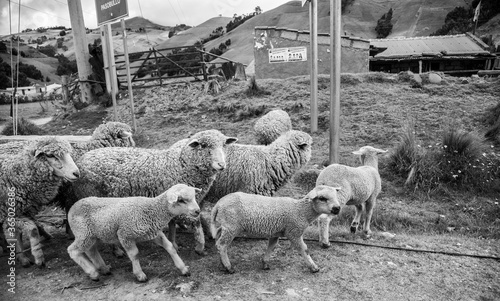 sheep and lambs