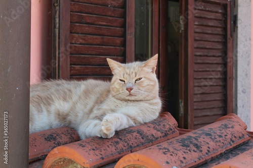 Ginger cat sleeping on the roof,The cat resting in the afternoon on sunshine day.Italain cat , Cat lover photo