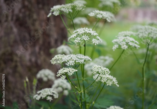 Gewöhnlicher Giersch (Aegopodium podagraria) 