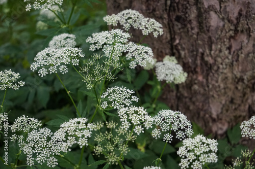Gewöhnlicher Giersch (Aegopodium podagraria) 