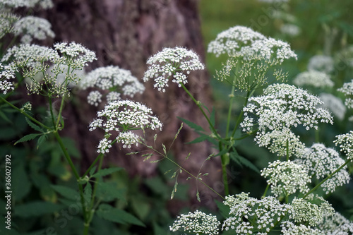 Gewöhnlicher Giersch (Aegopodium podagraria) 