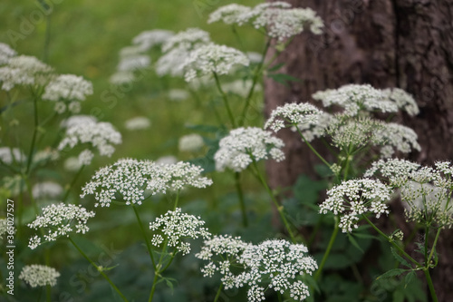 Gewöhnlicher Giersch (Aegopodium podagraria) 