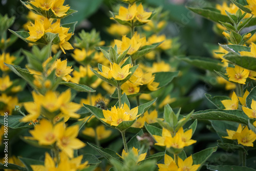 Drüsiger Gilbweiderich - Lysimachia punctata (Primulaceae) photo