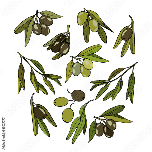 Set of olive twigs, dark and light olives on a branch and separately. Olives are drawn by hand. Colored olives on branches in doodle style.Vector illustration, isolates on a white background.