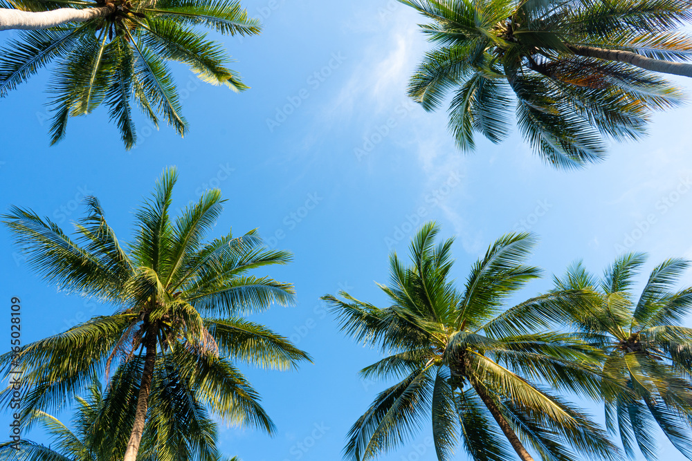 palm grove. Palm trees in the tropical jungle. Symbol of the tropics and warmth palm grove. Palm trees in the tropical jungle. Symbol of the tropics and warmth