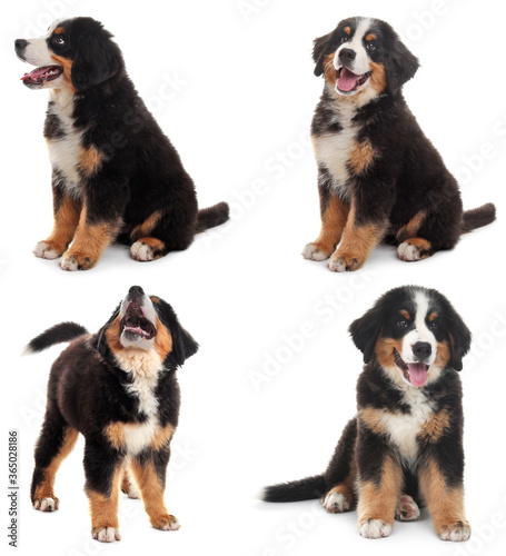 Set of Bernese Mountain puppies on white background © New Africa