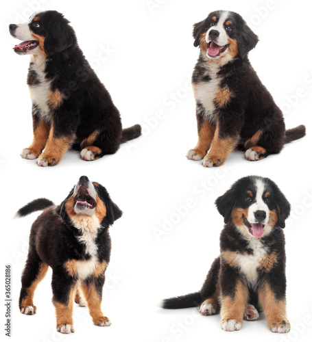 Konstfotografi Set of Bernese Mountain puppies on white background