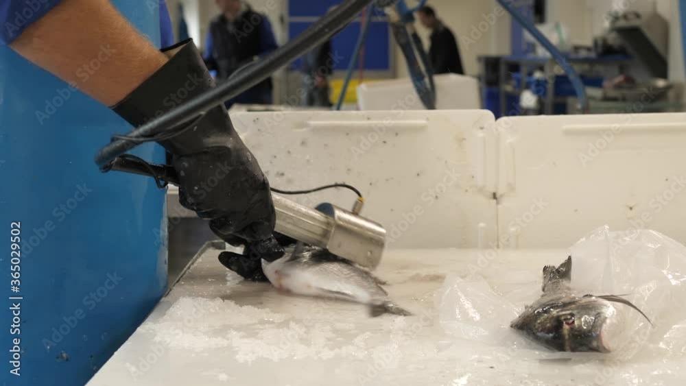 Cleaning the skin of a fish in a restaurant kitchen, close up Cleaning the skin of a fish in a restaurant kitchen, close up