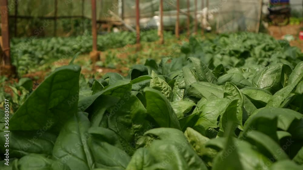 Spinach in a greenhouse ready for harvest. Vegetables, organic farming. Agriculture and agribusiness Spinach in a greenhouse ready for harvest. Vegetables, organic farming. Agriculture and agribusiness