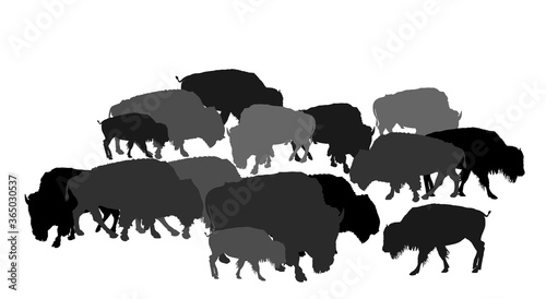 Drove of Bison vector illustration isolated on white background. Herd of Buffalo, symbol of America. Strong animal, Indian culture. Bison family shadow.