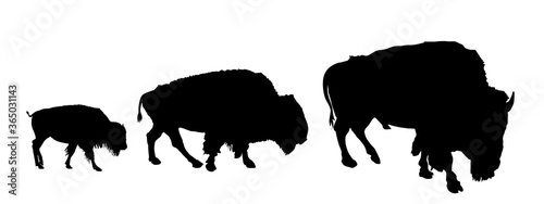 Leinwand Poster Drove of Bison family vector silhouette illustration isolated on white background