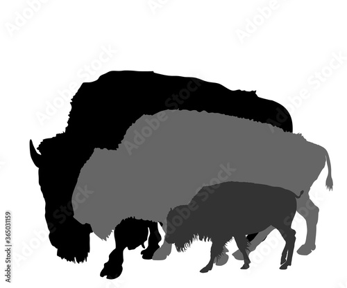 Drove of Bison family vector silhouette illustration isolated on white background. Herd of Buffalo, symbol of America. Strong animal, Indian culture. Buffalo male and female with calf.