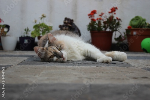 Gatita recostada en el suelo del jardin photo