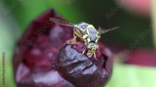 Trocera dorsalis  on the fruit
