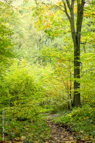 Green forest photo