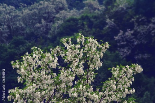 acacia tree in blooming period. Robinia pseudoacacia flowers 