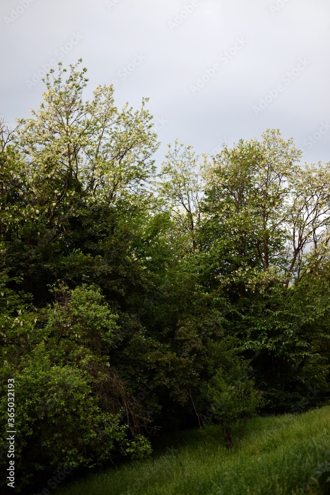 acacia tree in blooming period. Robinia pseudoacacia flowers acacia tree in blooming period. Robinia pseudoacacia flowers