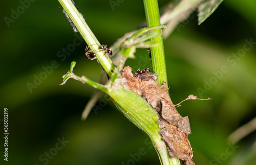 brown farmer ants serve field aphids as their herd on green stems against a black background