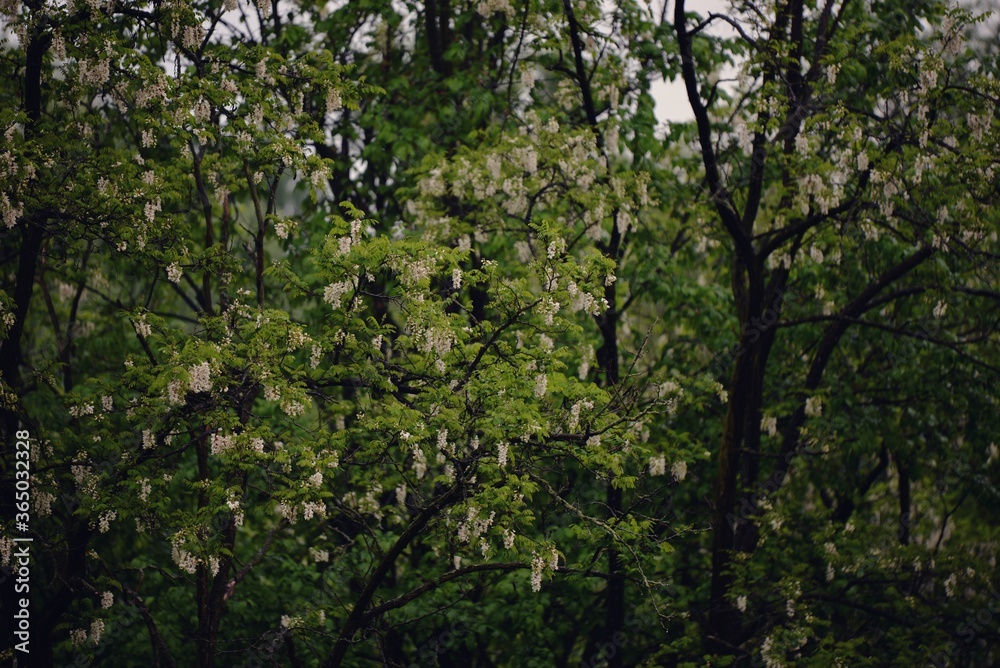 acacia tree in blooming period. Robinia pseudoacacia flowers acacia tree in blooming period. Robinia pseudoacacia flowers