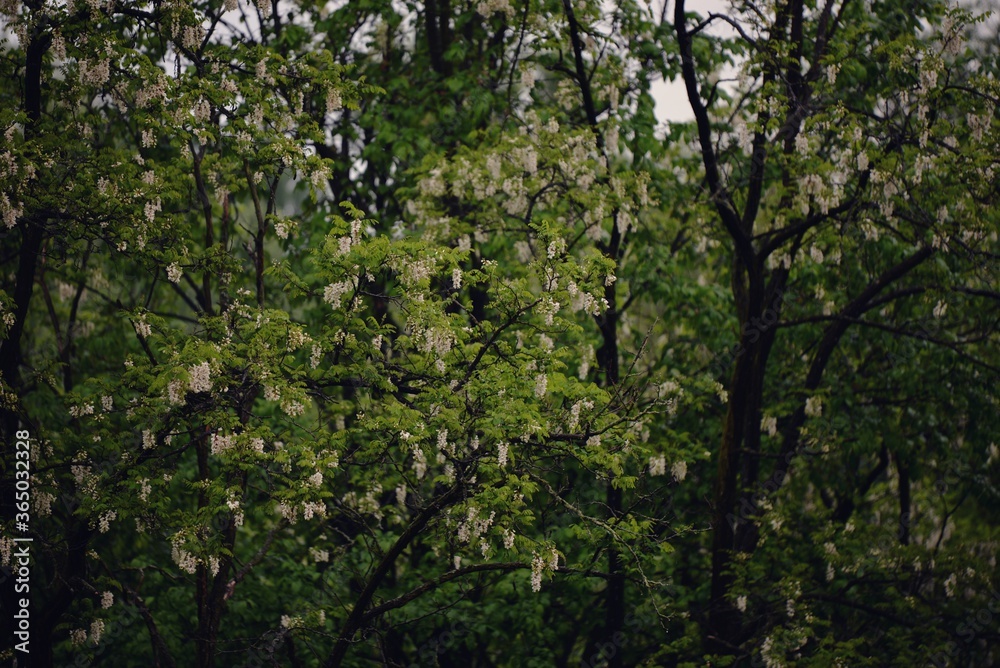 acacia tree in blooming period. Robinia pseudoacacia flowers 