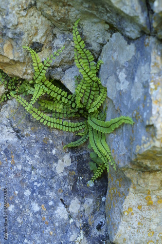 Background with green fern, Asplenium trichomanes photo