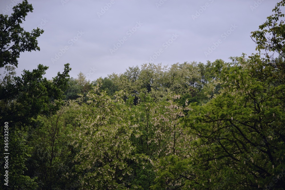 acacia tree in blooming period. Robinia pseudoacacia flowers acacia tree in blooming period. Robinia pseudoacacia flowers