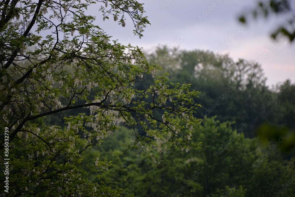 acacia tree in blooming period. Robinia pseudoacacia flowers 